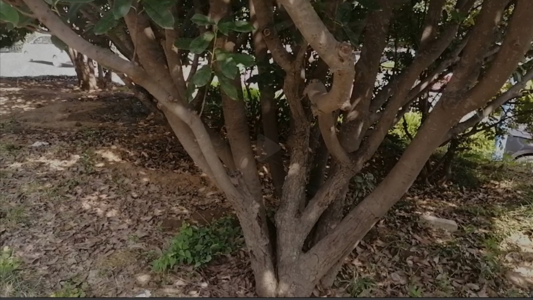 桂花怎么会变石楠花呢,有没有哪种桂花不会开花