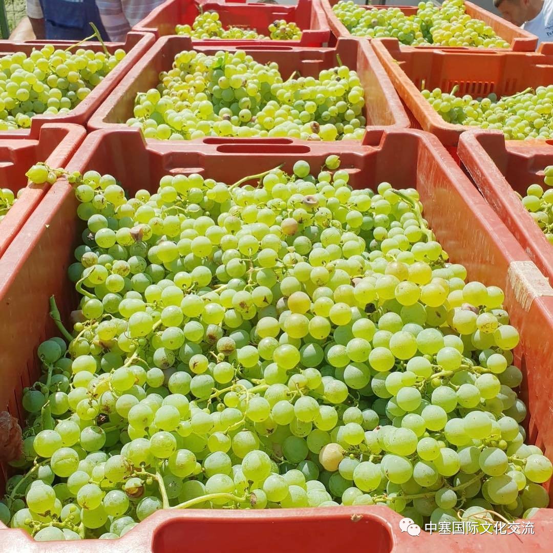 连巨星政要都亲睐的修道院葡萄酒庄你还不赶紧的｜尽在波黑福尔多