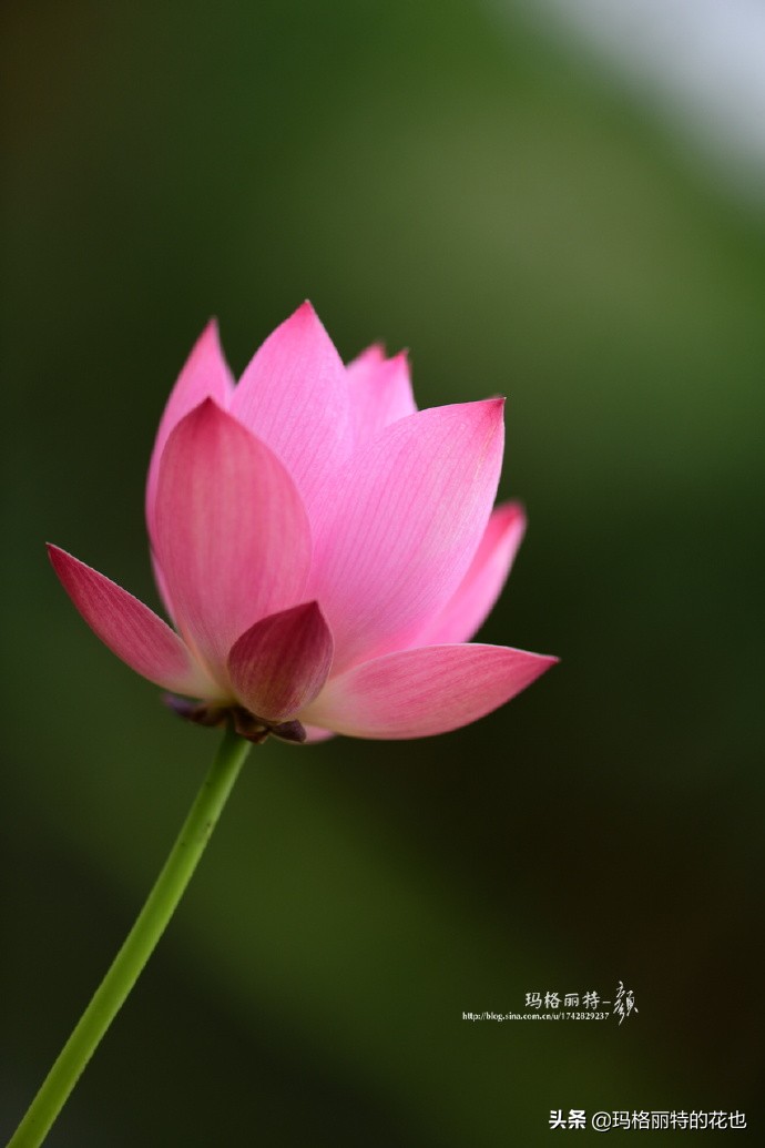 碗莲种子种植步骤及注意事项,碗莲种植方法超简单的快来看看吧