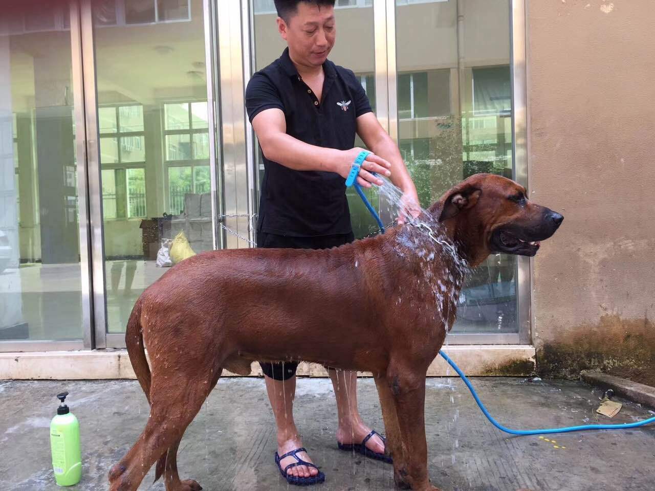 狗狗洗澡不用沐浴露怎么有效洗澡,清洗宠物狗需要几个步骤