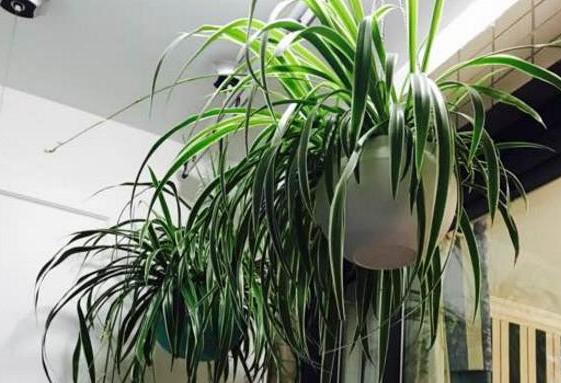 炎热夏季金边吊兰怎么养,金边吊兰盆栽怎样养护和注意事项