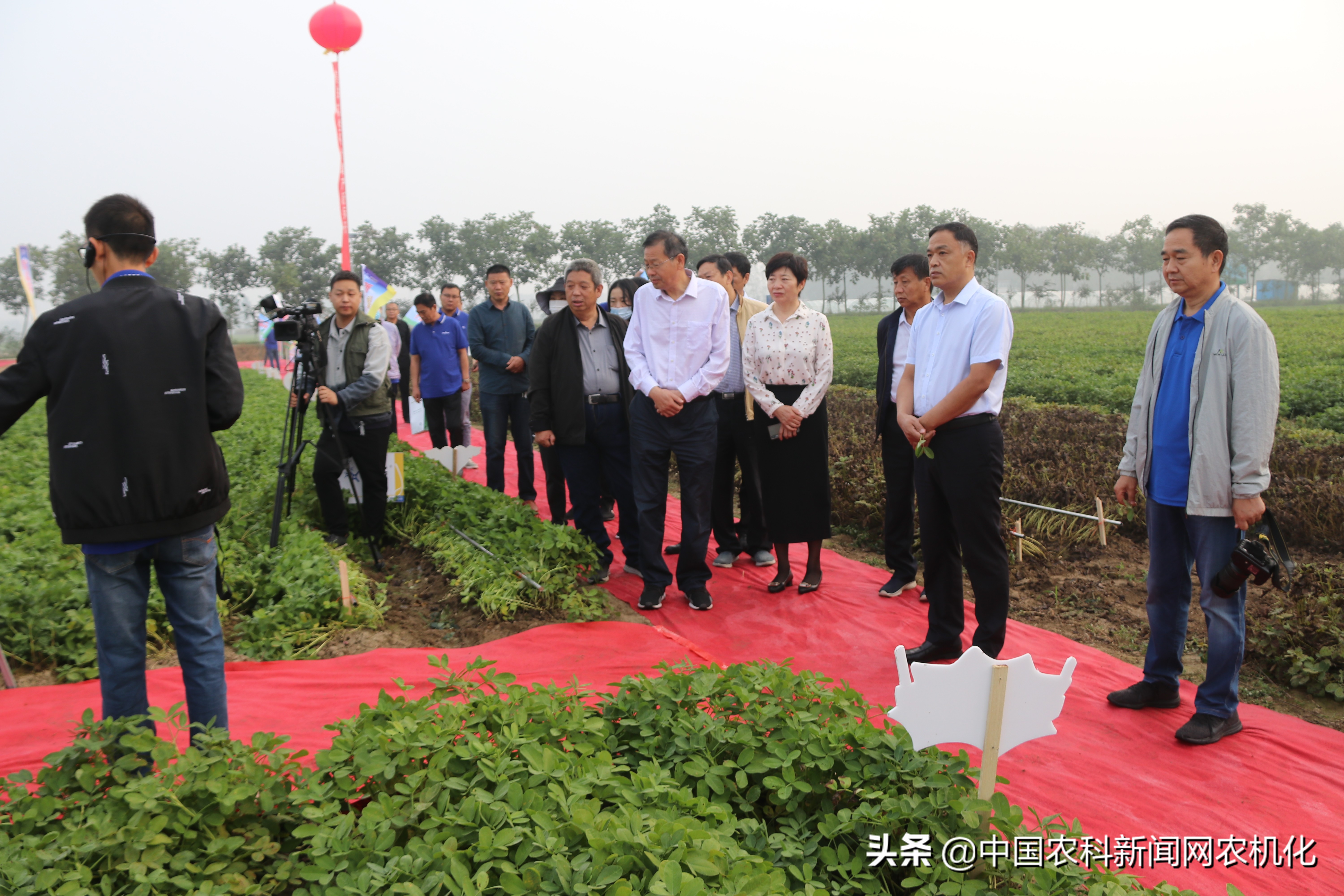 正阳县花生种植全过程,花生种植技术工作推荐