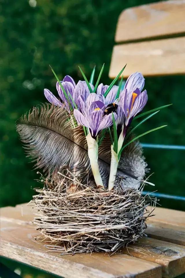 藏红花风水上在家里养好吗,藏红花生长习性