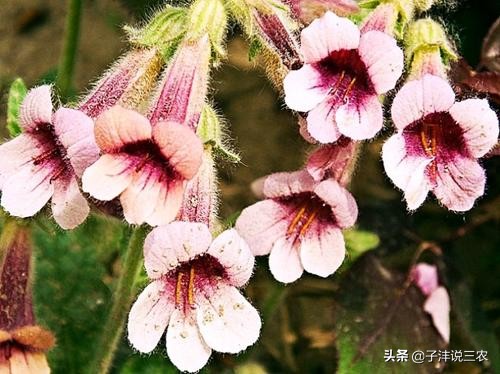野生地黄跟种植地黄药效差别多大,地黄种植的功效