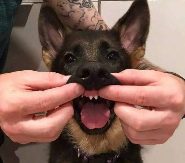 边境柯利牧羊犬体臭,喜乐蒂牧羊犬有体臭吗