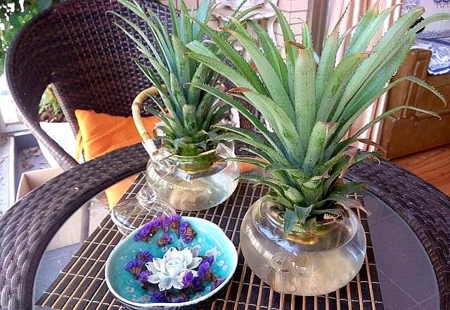 吃完的菠萝不要扔掉自己种植菠萝,吃菠萝了还剩下菠萝头怎么种菠萝