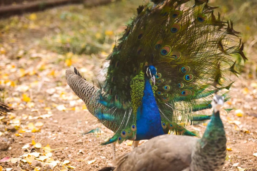 动物园、植物园、运动场、游乐场,洛阳从政坊大同坊,红得有道理