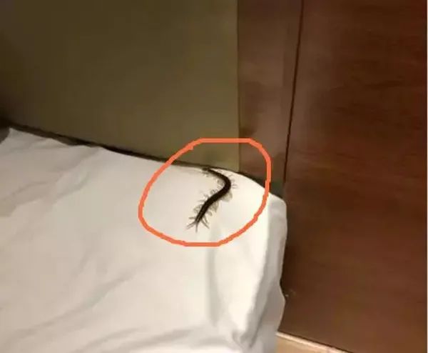 在南方大蜈蚣面前,南方大蟑螂简直不堪一提