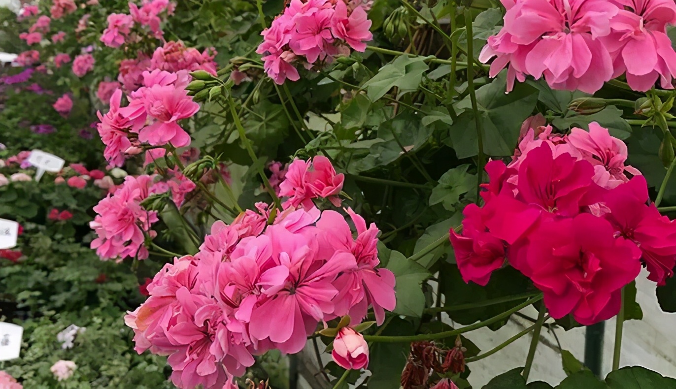 这种花别乱浇水水越多越不开花,这种花不怕冷好养易活