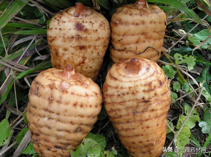 野生天麻什么季节采挖的泡酒最好,云南昭通天麻收获季节