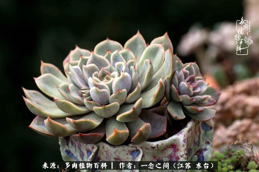 一见多肉误终生,一见多肉误终生从此钱包成路人