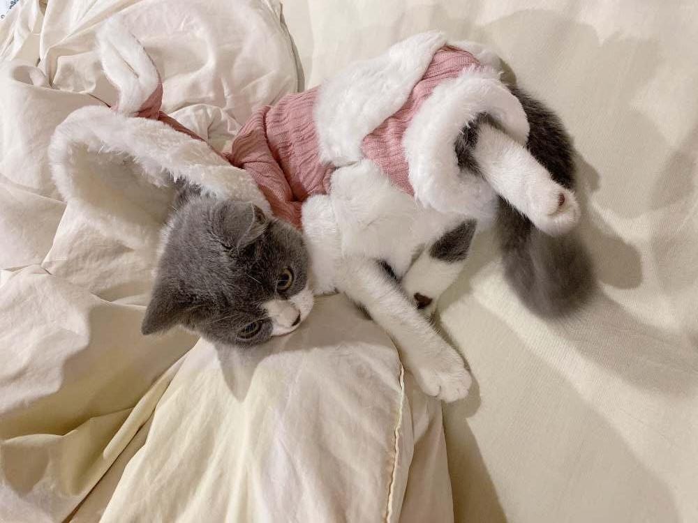 在网上买的小猫咪靠谱吗,在网上买只小猫咪靠谱吗