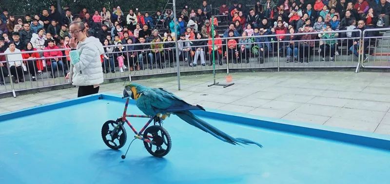 穹窿山风景区:金猪绘新春年味快乐过传统新年!