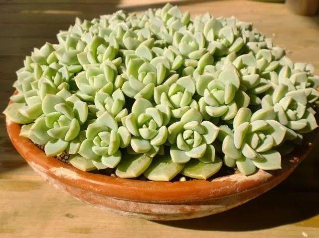 多肉早安图片大全,多肉大全100图