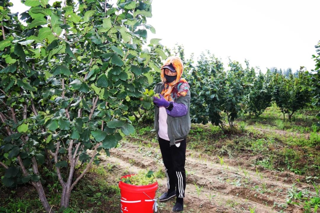 既要生态美又要百姓富科左后旗5000亩大果榛子喜获丰收