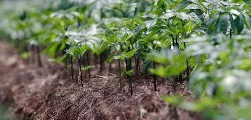 失眠注意力不集中湿气重,失眠脾胃不舒服感觉喘不过来气