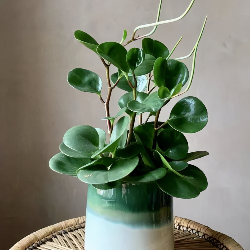 豆瓣绿叶片长黑斑是怎么回事,豆瓣绿新叶子卷曲是怎么回事