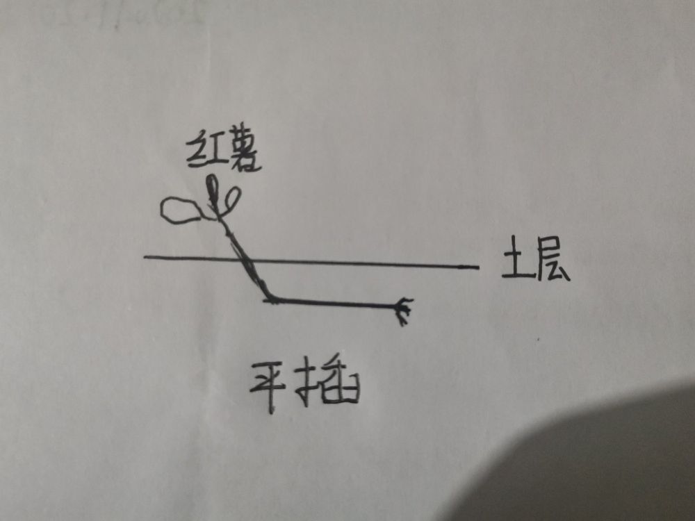 倒插苗技术提升红薯产量图片,红薯倒插苗种法