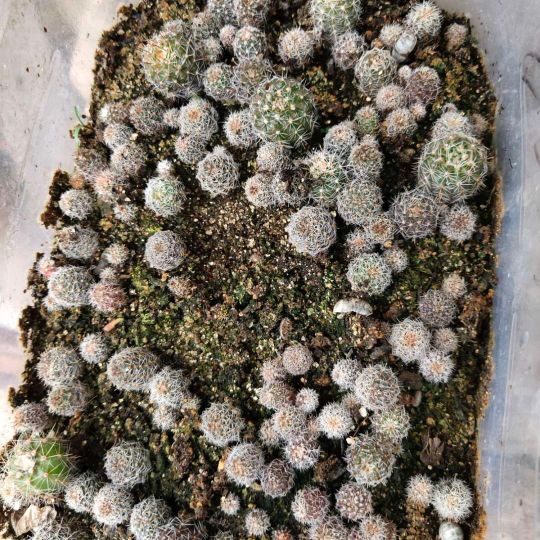 仙人球花期一般持续多久,仙人球早晚开花的变化