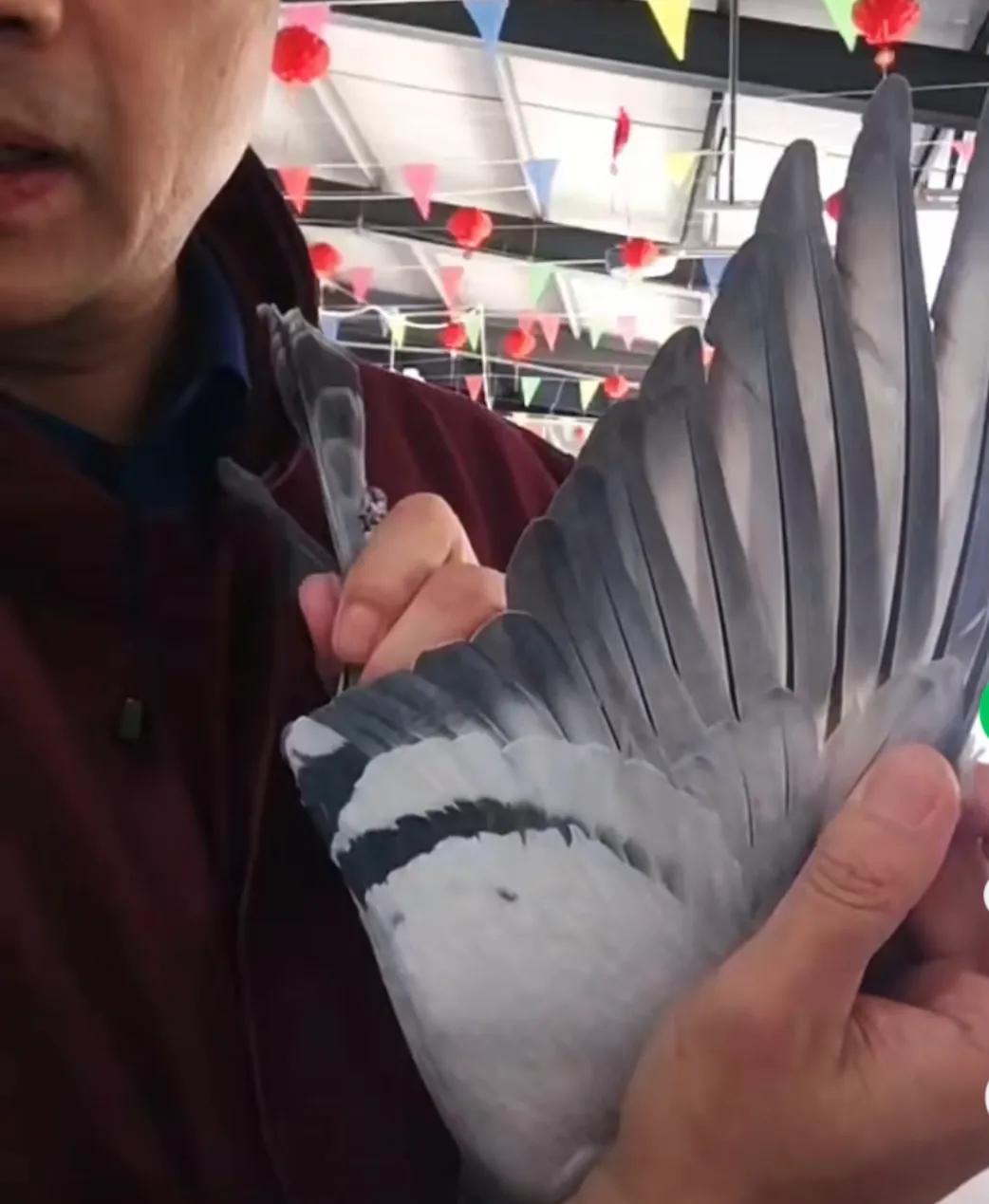 老龄鸽子调理,老种鸽消瘦怎么调理