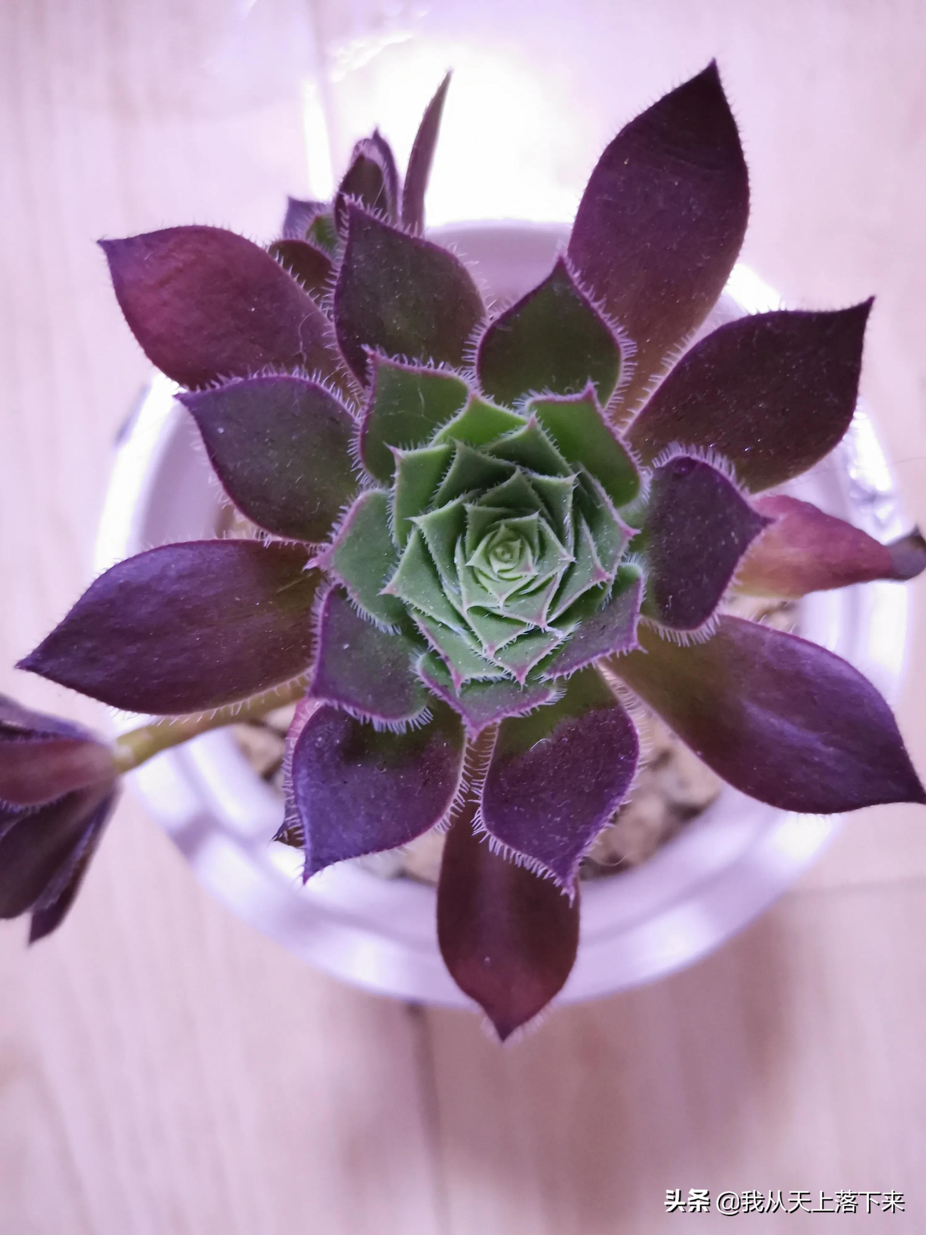 89种常见多肉植物品种图，实物拍摄，还不认识的小伙伴赶紧收藏好