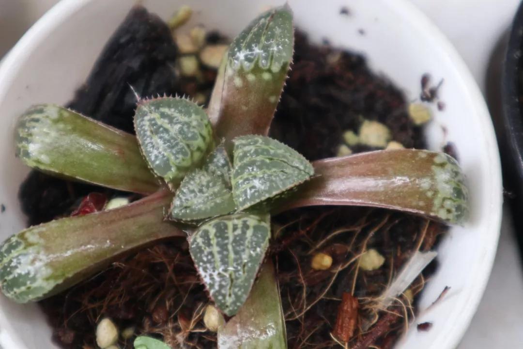 适合南方比较好养的12款多肉,养一年就开花的多肉品种