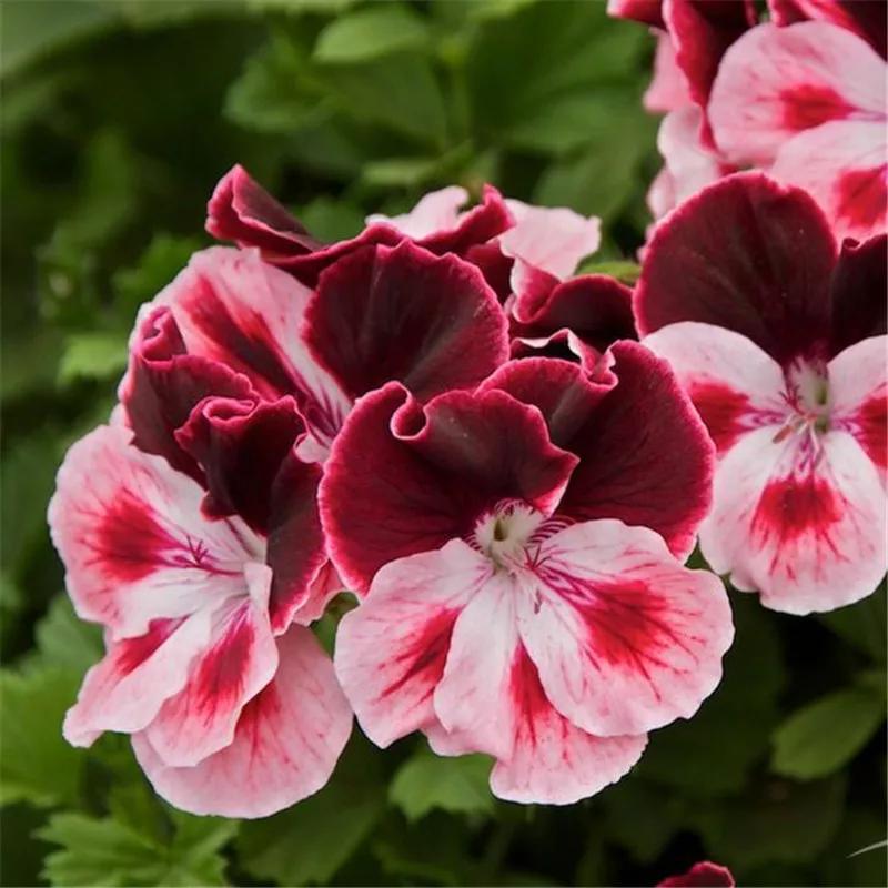 10种天竺葵,天竺葵100种图片大全