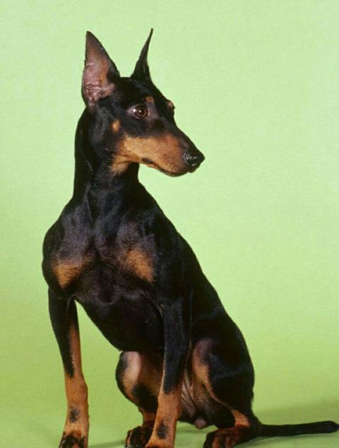 最聪明的十大狗狗品种介绍,史上最全的狗狗品种记得收藏