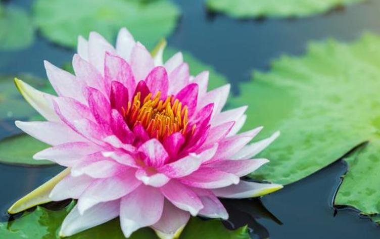 最美丽的五种花,最美丽的5种花