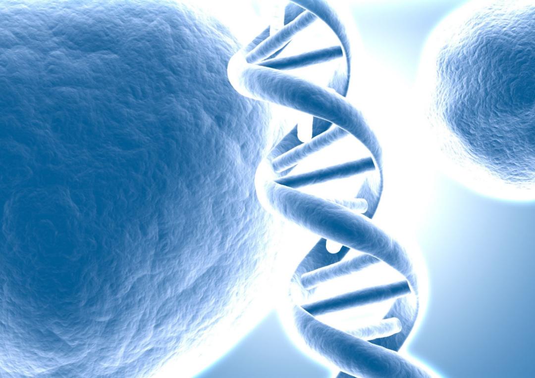 多莉克隆羊是怎么克隆出来的,克隆羊多莉的成功意义和影响