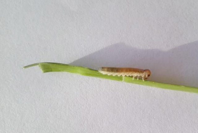 小麦虫最佳防治时间,小麦生虫出蛾怎样防控