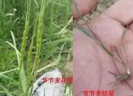 节节麦为什么这么难防治,节节麦怎么治理