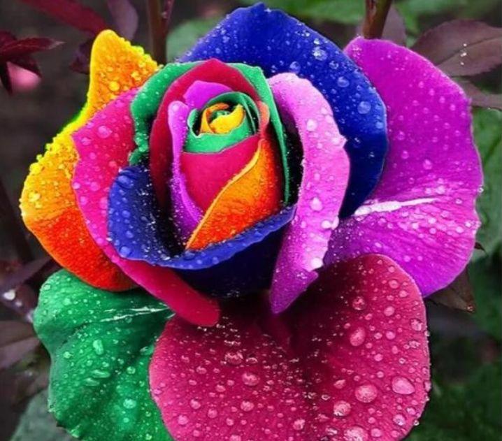 公认最美的十种花,十大最漂亮花风景