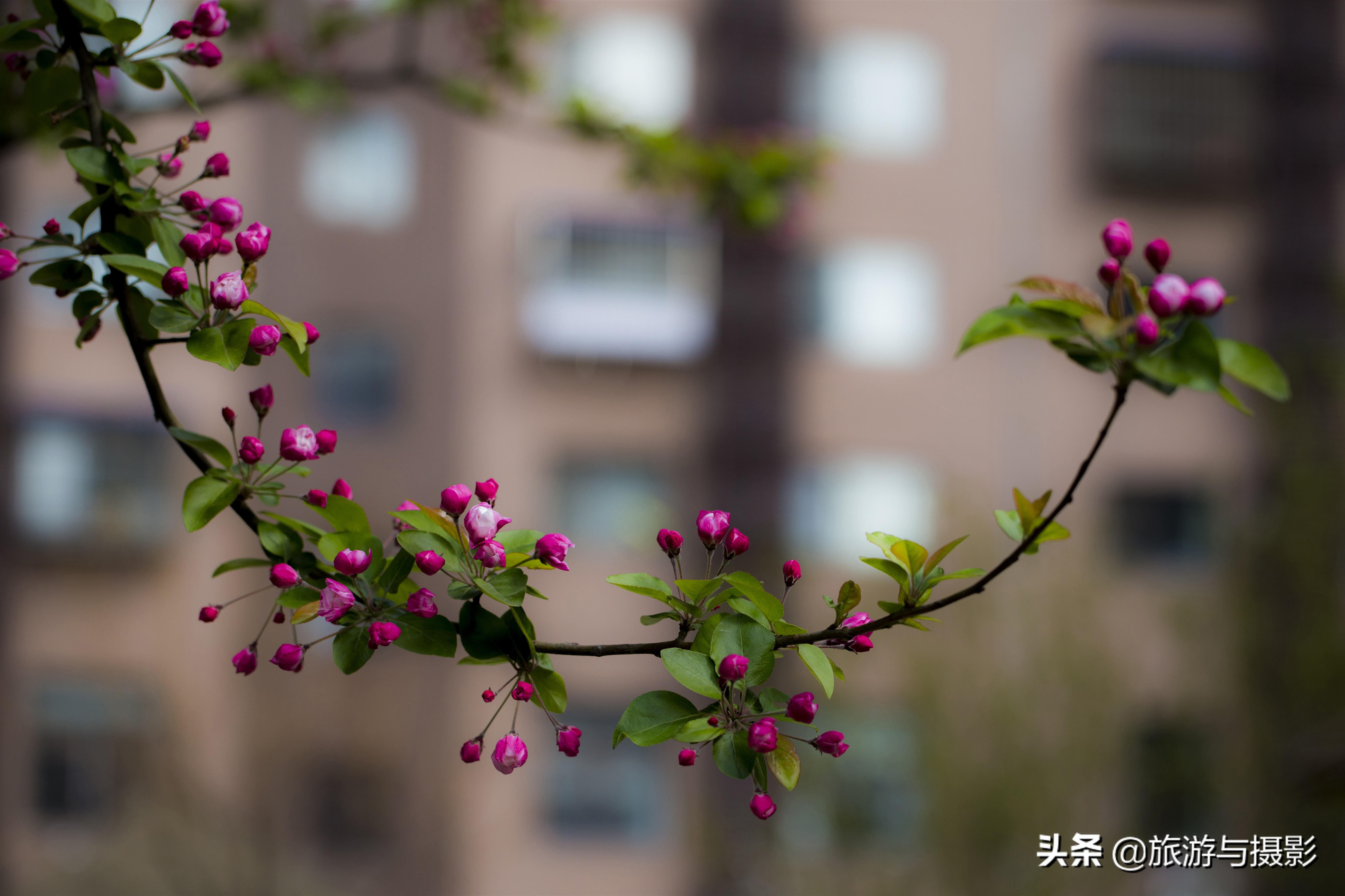 海棠花诗七绝,南宋海棠花图古诗