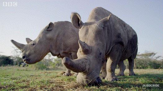 bbc封神,让很多人看一次哭一次的视频