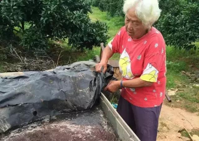 酵素肥料是个什么鬼？让彭老太的脐橙大卖？！