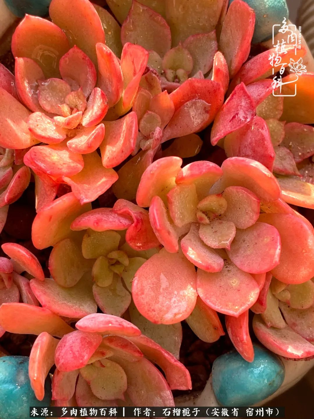 治愈系多肉：何以解忧，唯有多肉