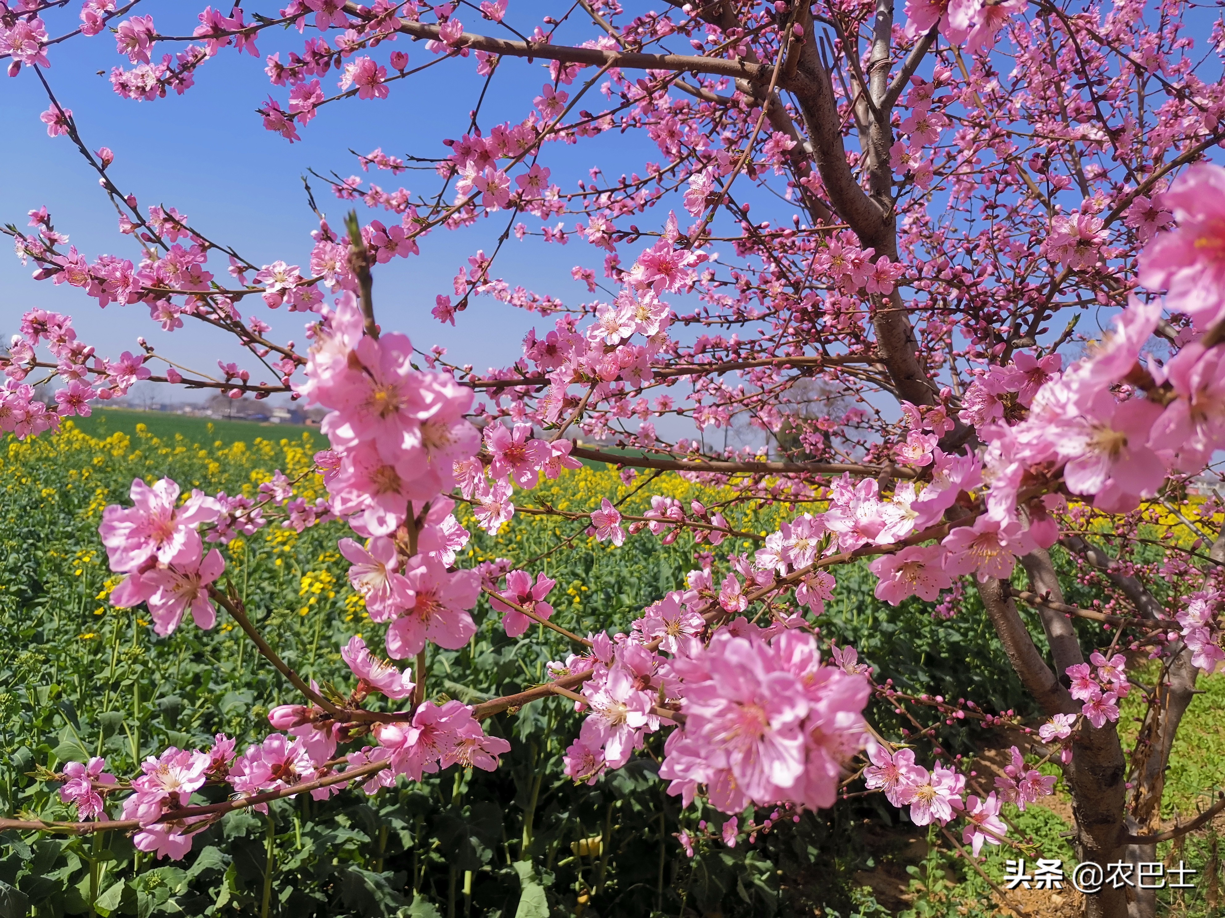 桃花虽美下一句是什么,防治桃蚜最好的药