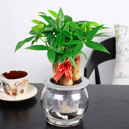 养花小妙招花黄叶怎么补救最快,花黄叶怎么补救最快