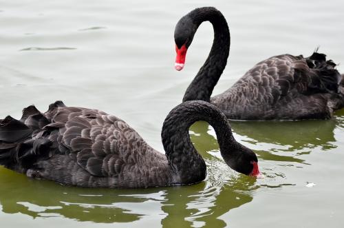 狮子和老虎谁厉害动物冷知识,动物冷知识合集