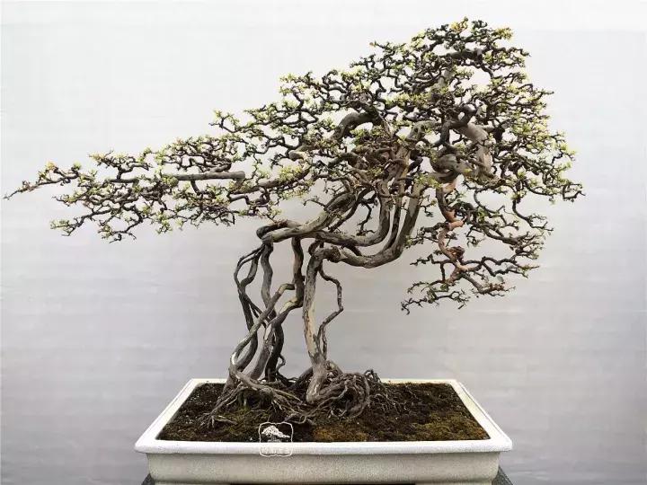 造型极美的盆景一起来欣赏,一组风吹出来的盆景欣赏动感十足