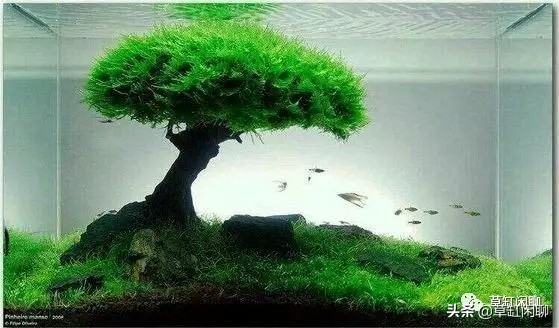 新手草缸造景之莫斯树的制作方法,松皮石配莫斯树造景100例