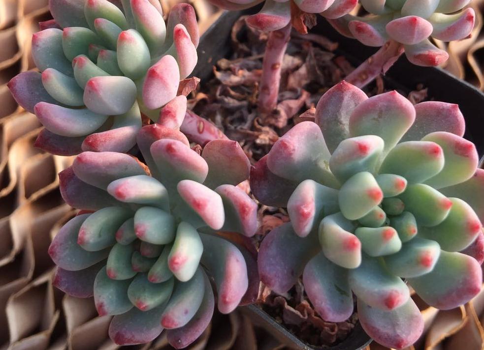 多肉淋雨徒长了怎么办,多肉梅雨季节发霉