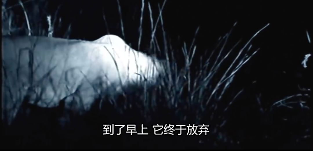 你们吃的野味蜜獾，居然是称霸非洲的平头哥