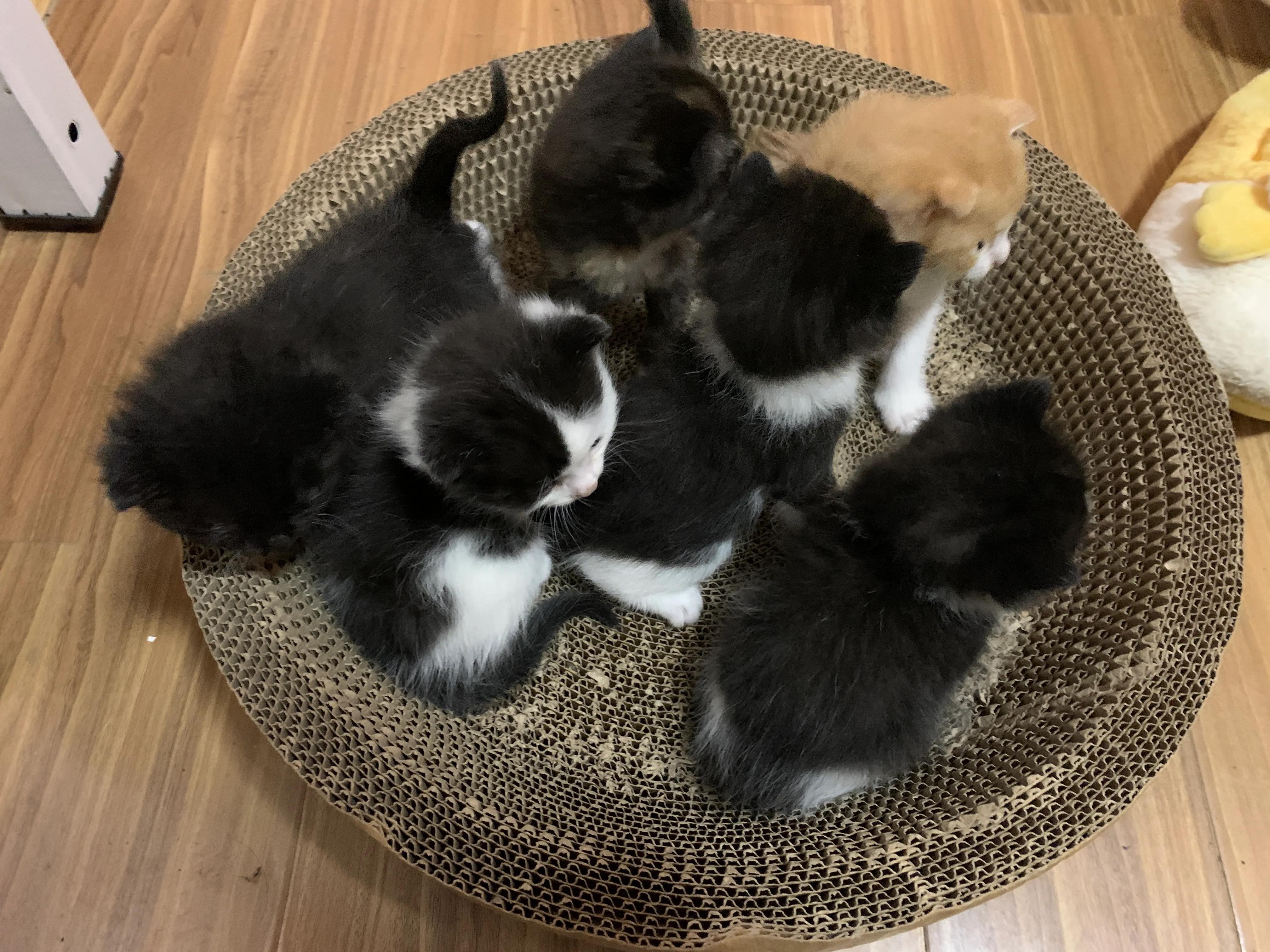 小猫多久可以领养,如何领养一只小猫咪