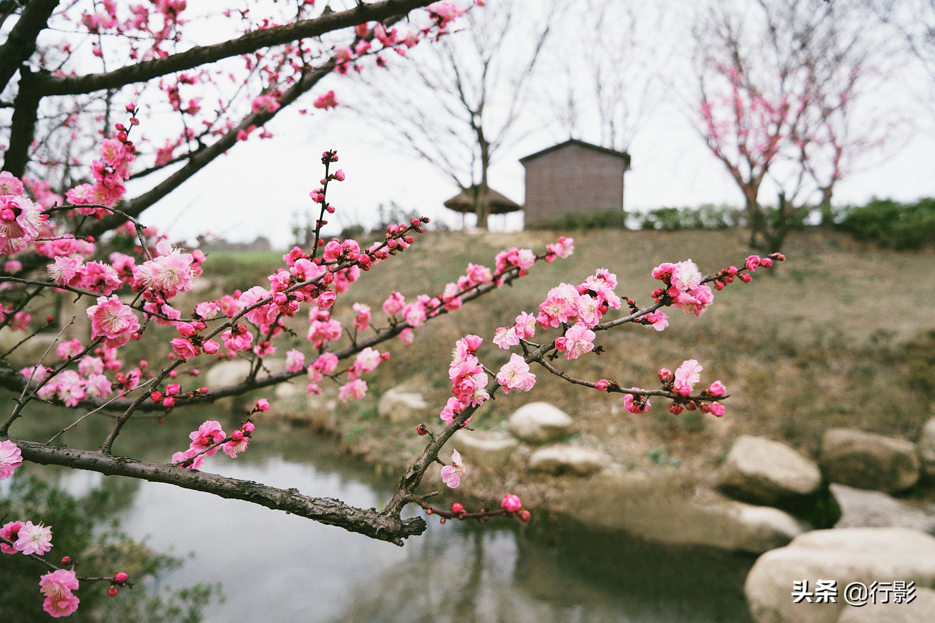 中国的布查特花园，南京溧水三叶梦华苑，圆您春天的花园梦