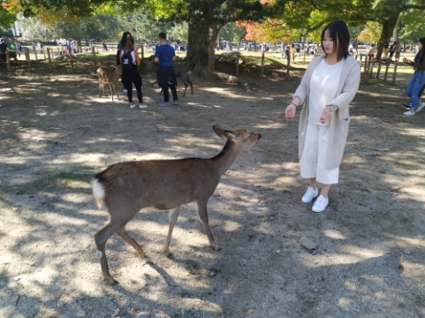 3月底日本关西8日游攻略,日本关西旅游攻略七日游