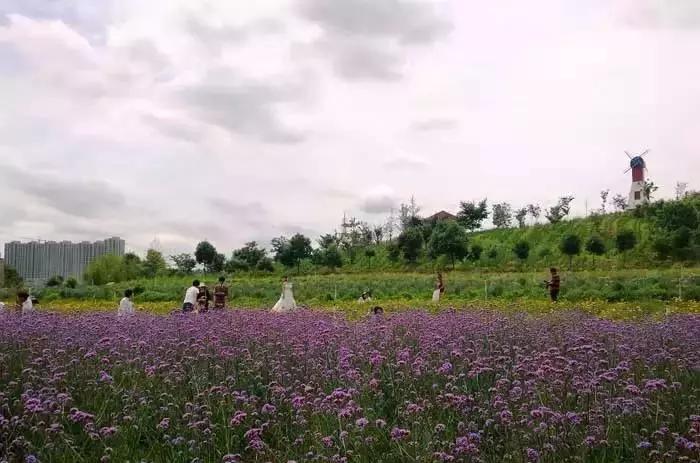 美翻了无锡这个紫色花海,美翻诸城这片花海刷爆整个朋友圈