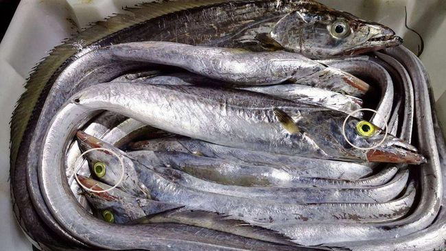 买带鱼时要分清黄眼睛和黑眼睛,买带鱼黑眼睛和黄眼睛哪个好