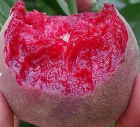 含铁高的水果蔬菜排行榜,什么水果含铁多补血效果好